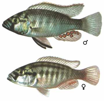 ASTATOTILAPIA BURTONI